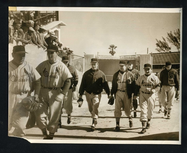 1953 ST. LOUIS CARDINALS Take the Field In Spring Training Original News Photo
