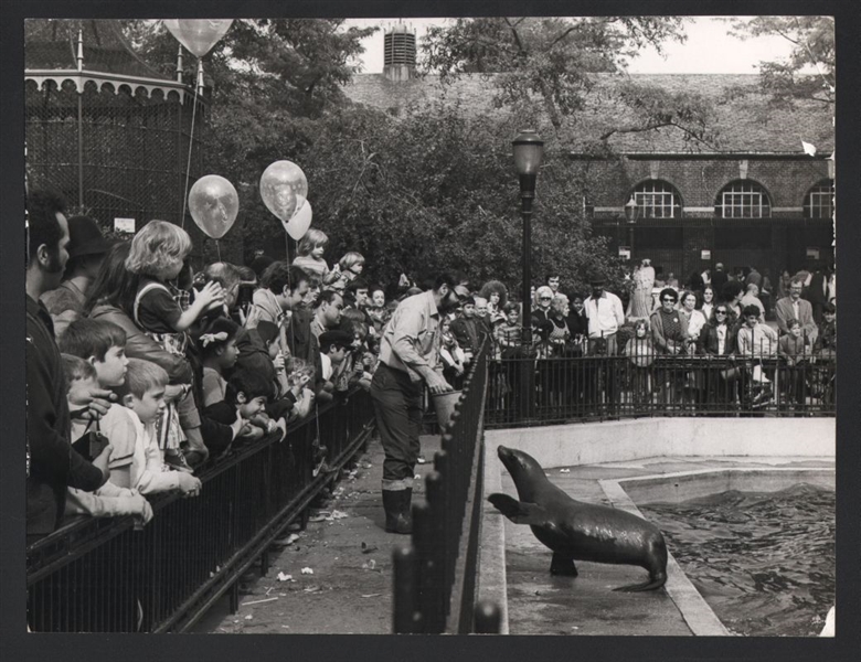 1960s CENTRAL PARK ZOO SEAL SHOW Oversized Vintage Original Photo gp