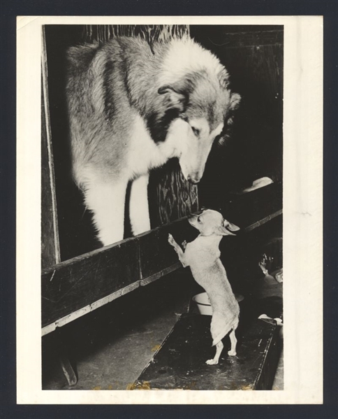 1950s COLLIE & CHIHUAHUA Dogs Vintage Original Photo